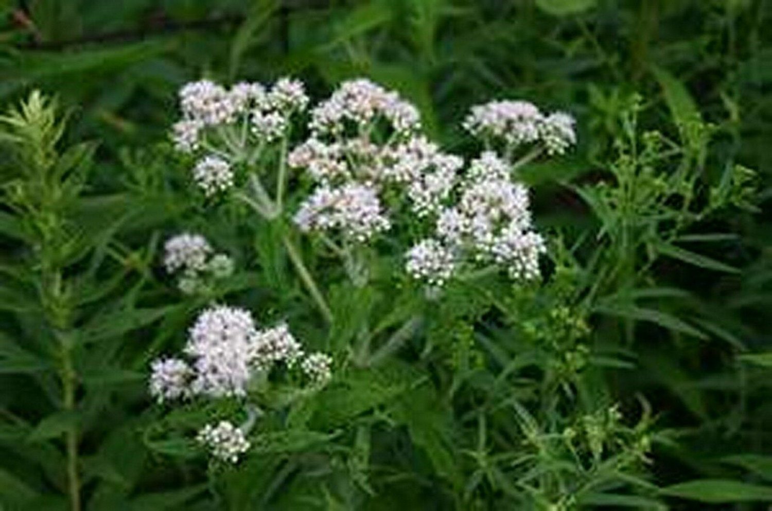 100 seeds Boneset- Eupatorium Perfoliatum