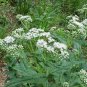 100 seeds Boneset- Eupatorium Perfoliatum