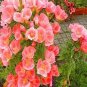 100 Seeds Blanket Flower- Gaillerdia