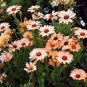 50 Seeds African Daisy - Salmon