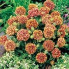 25 seeds Gaillardia-Pulchella- Sundance - Bi-color
