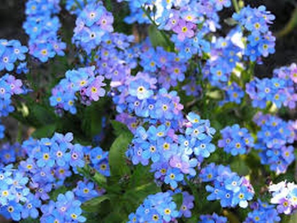 500 Seeds Forget-Me-Not