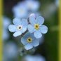 500 Seeds Forget-Me-Not