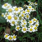 100 Seeds German Chamomile