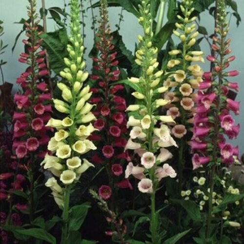 500 Seeds Foxglove- Excelsior Mix