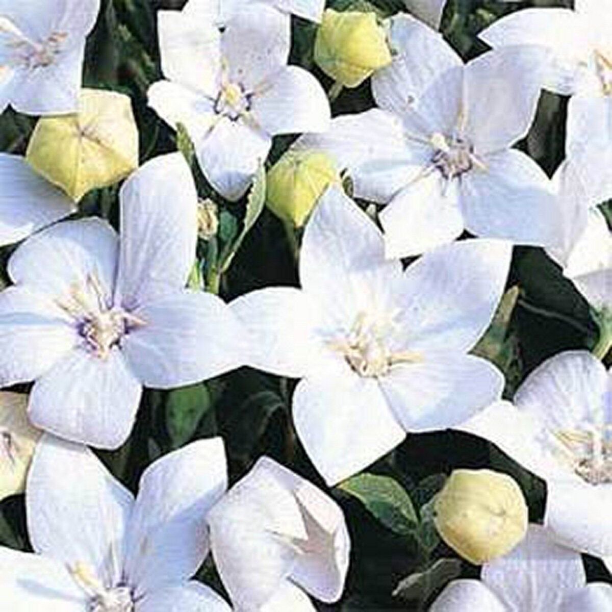 25 Seeds Balloon flower- Platycodon Grandiflorus-White