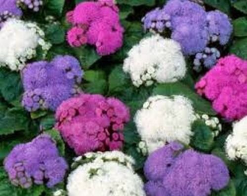 200 Seeds Ageratum - Mixed Colors