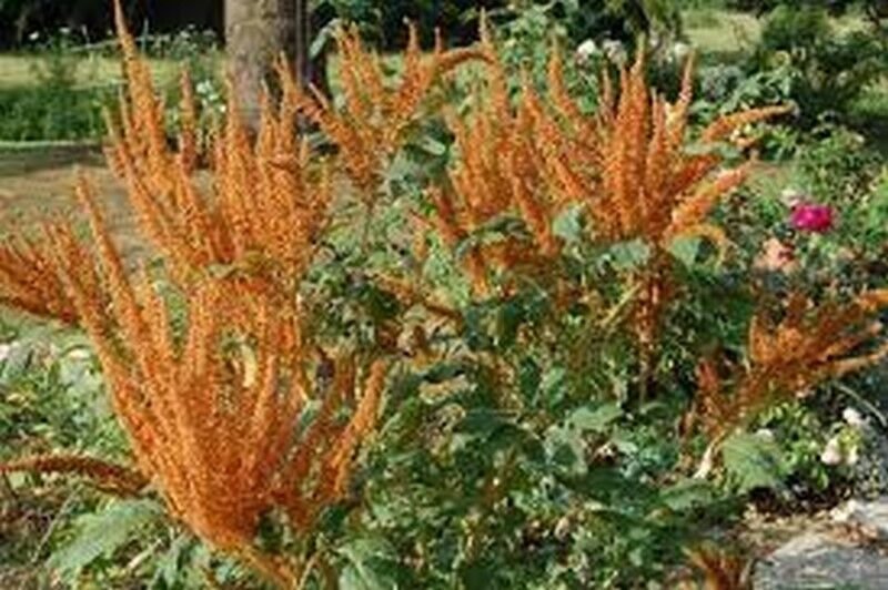 50 Seeds Amaranthus- Hot Biscuit