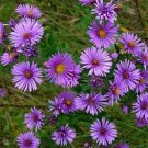 100 Seeds Aster -New England