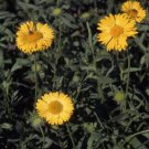50 seeds Gaillardia- Blanket flower- Aurea Pura