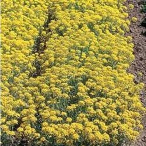 100 Seed Alyssum- Yellow/Gold