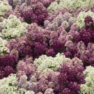 50 Seed Alyssum- Mulberry Mix