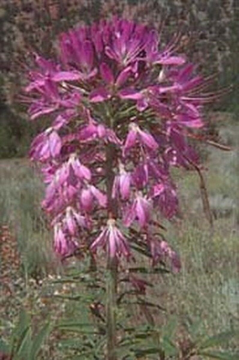 50 Seeds Rocky Mountain Bee Plant- Cleome Serrulata