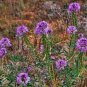 50 Seeds Rocky Mountain Bee Plant- Cleome Serrulata