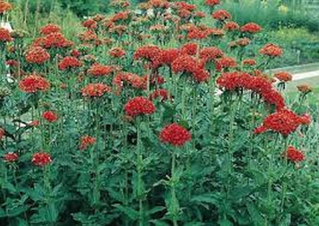 100 Seeds Lychnis- Chalcedonica