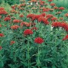 100 Seeds Lychnis- Chalcedonica