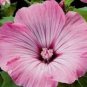 100 Seeds Rose Mallow- Lavetera- Tanagra