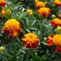 25 Seeds Marigold- Flame- Tagetes Patula