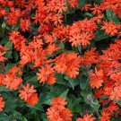 50 Seeds Lychnis- Arkwrightii Vesuvius