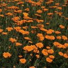 100 Seeds Marguerite Daisy- Orange- (Anthemis Tinctoria Kelwayl)