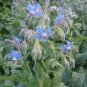 50 Seeds Borage