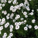 50 Seeds African Daisy - White