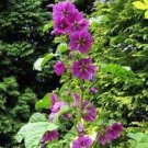 25 Seeds Malva Mauritiana