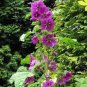 25 Seeds Malva Mauritiana