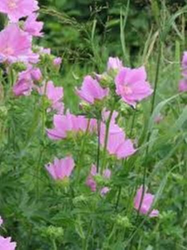 100 Seeds Malva Moschata- Rosea