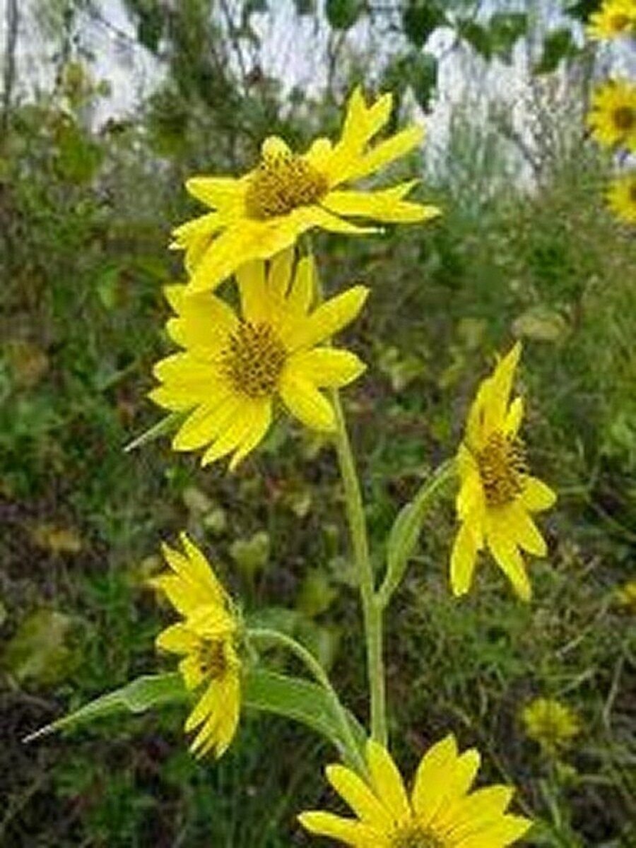100 Seeds Sunflower- Maximillian