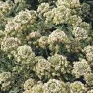 100 seeds Mignonette Machet Reseda Odorata