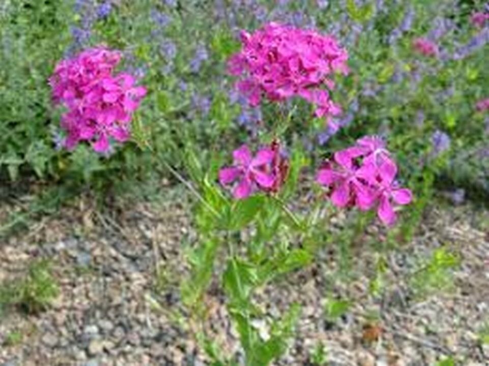 50 Seeds Lychnis- Alpina
