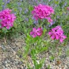 50 Seeds Lychnis- Alpina