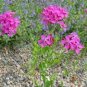 50 Seeds Lychnis- Alpina