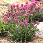 50 Seeds Lychnis- Alpina
