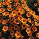50 Seeds African Daisy - Orange