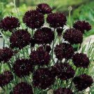 100 Seeds Cornflower- Black