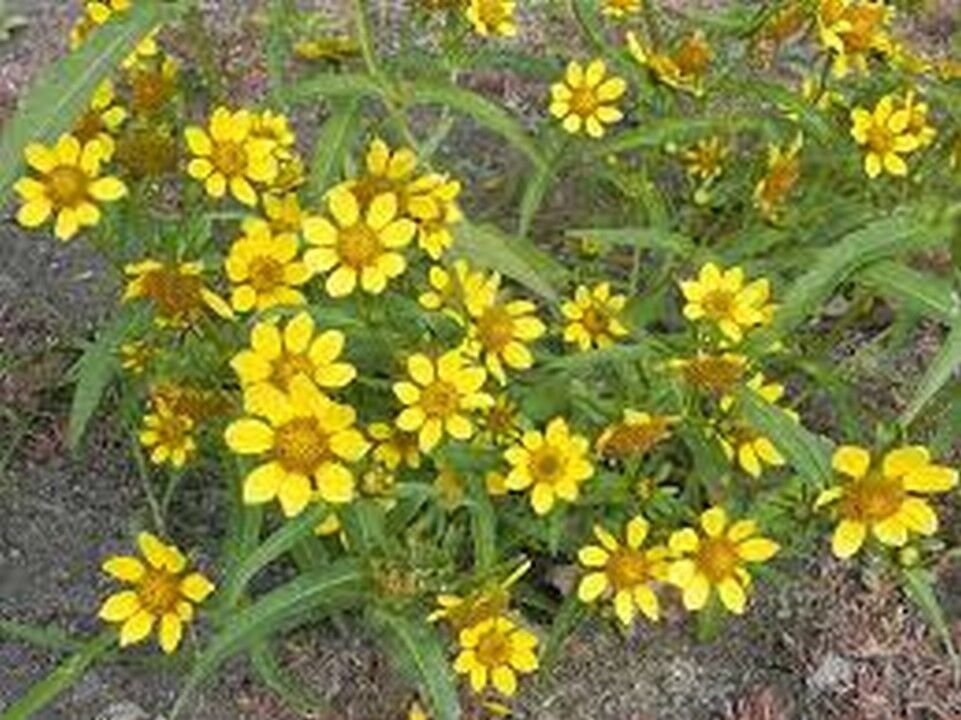 50 Seeds Marigold- Bur- Bidens Aurea