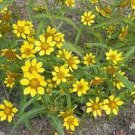 50 Seeds Marigold- Bur- Bidens Aurea