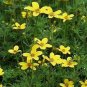 50 Seeds Marigold- Bur- Bidens Aurea