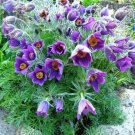 25 Seeds Anemone- Pasque Flower- Pulsatilla Vulgaris -Violet