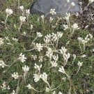 50 seeds Pussytoes- Anntenneria Dioica- Red
