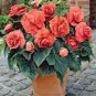25 Seeds Begonia- Salmon