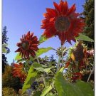 100 Seeds Sunflower- Red Sun