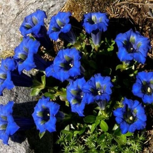 25 seeds Gentian- Stemless