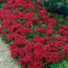 50 Seeds Sedum- Summer Glory