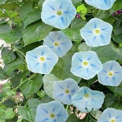 15 seeds Morning Glory- Ismay