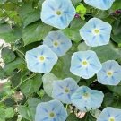 15 seeds Morning Glory- Ismay