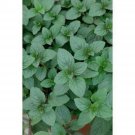 100 Seeds Peppermint- Herb