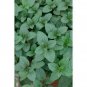 100 Seeds Peppermint- Herb